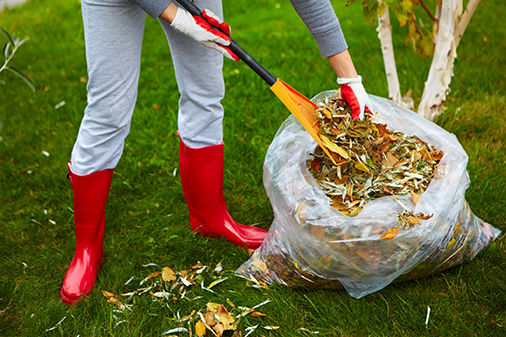 Yard Cleanup